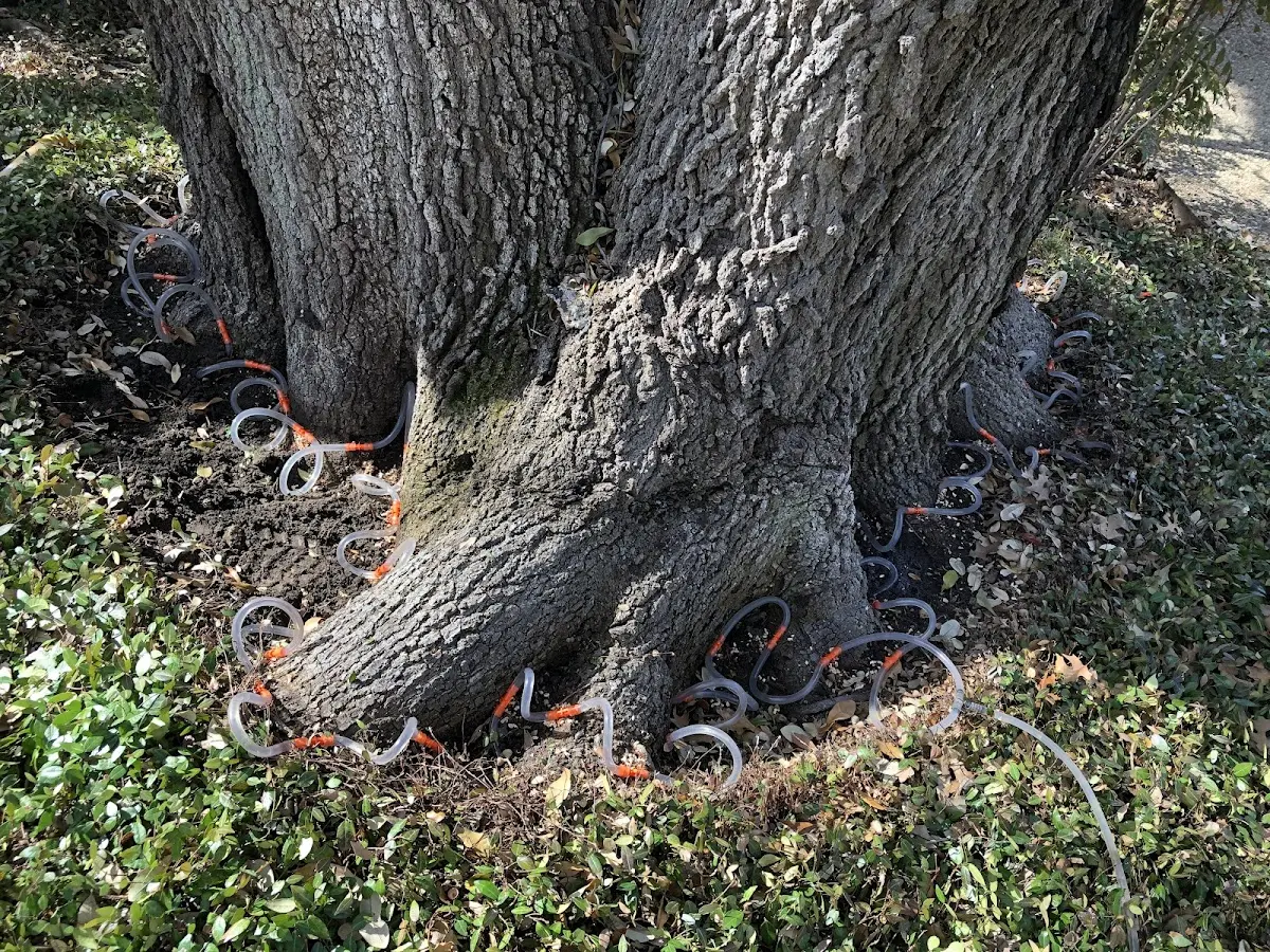 Detailed Tree Cabling and Bracing job site in Ezel