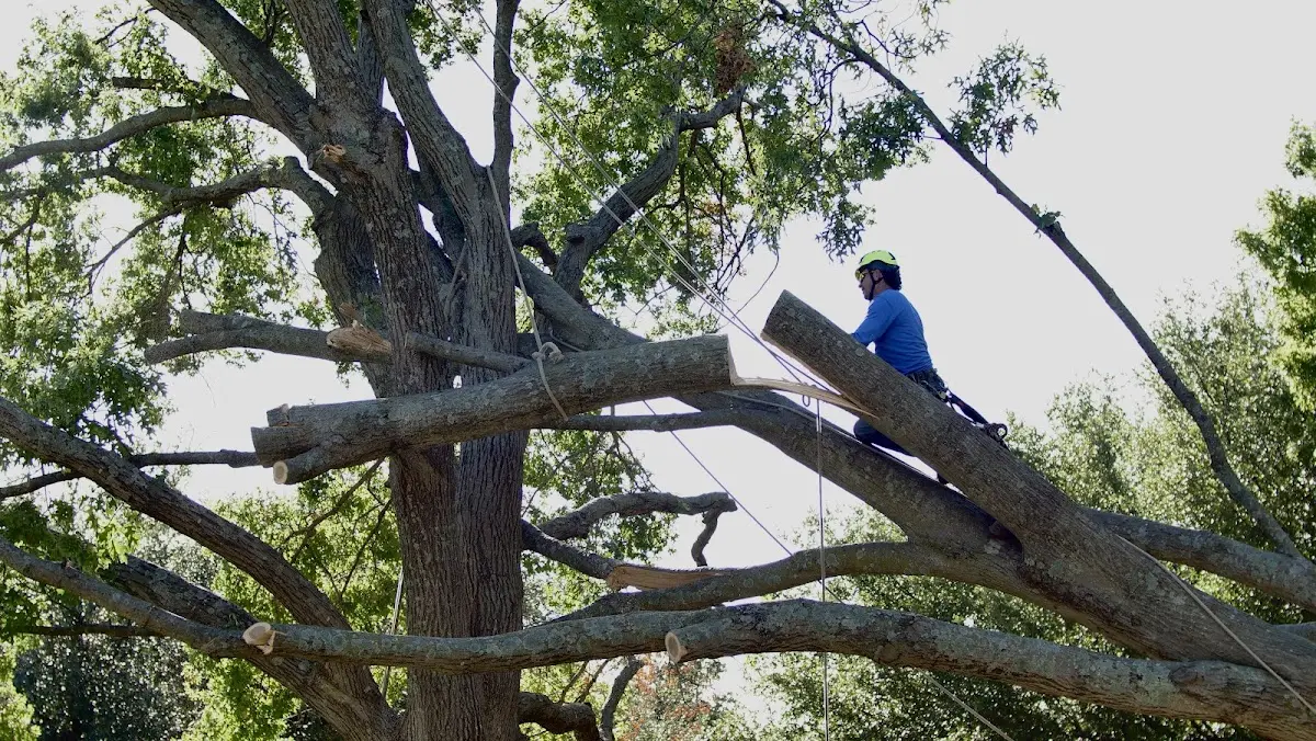 Professional Crown Thinning performed by certified arborists in Ezel